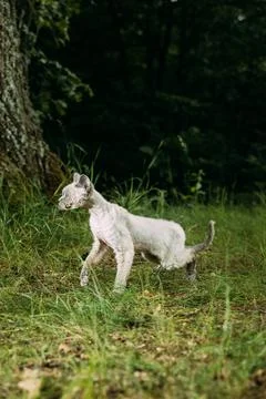 Cream Devon Rex Cat Walking on Forest Edge Stock-Fotos