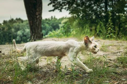Cream Devon Rex Cat Walking on Sandy Forest Trail Stock-Fotos