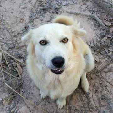 Cream Dog. Stock Photos