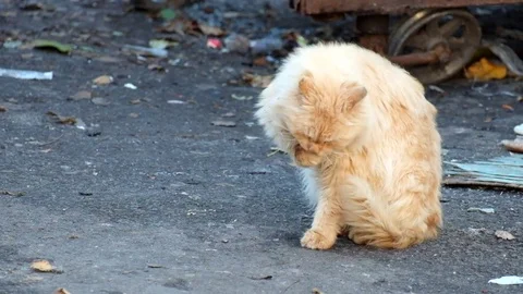 Cream garbage cat with a malicious gaze is washing Stock Footage 81955404