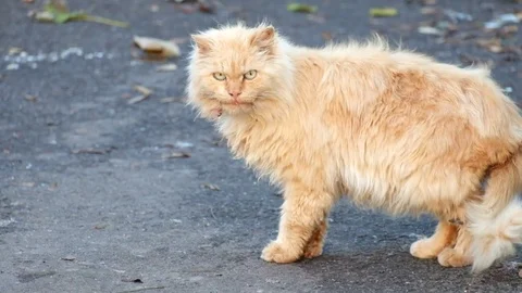 Cream garbage cat with a malicious look lick after eating Stock Footage 81944463