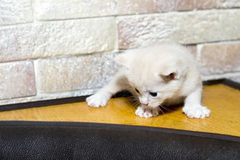 Cream kitten at the brick wall on the kitchen corner Stock Photos