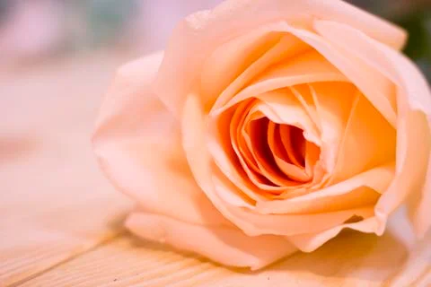 A cream rose in a close up Stock Photos
