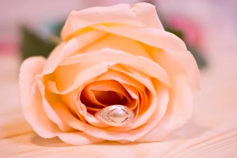 A cream rose in a close up Stock Photos