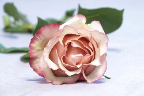 Cream rose close-up Stock Photos