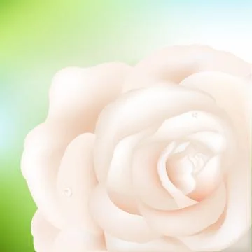 Cream rose Illustrazione stock