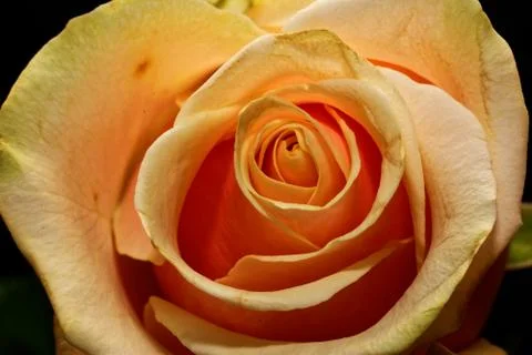 Cream rose Foto stock