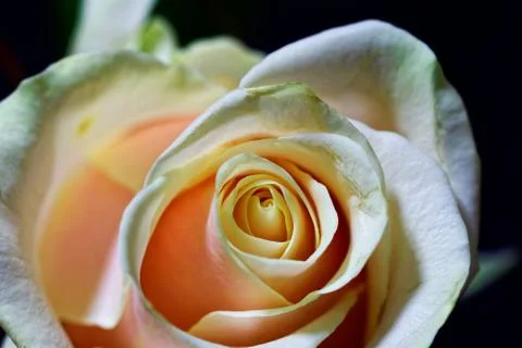 Cream rose Foto stock