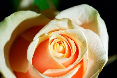 Cream rose Stock Photos