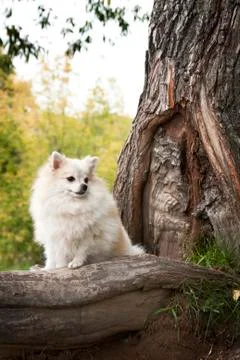 Cream Spitz sits on the root of a large tree Stock Photos