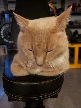 Cream Tabby Cat Sitting in a Bread Loaf Position on a Home Gym Stock Photos