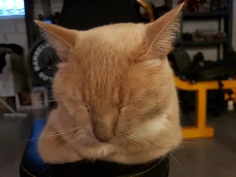 Cream Tabby Cat Sitting in a Bread Loaf Position on a Home Gym Stock Photos