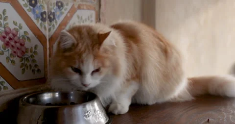A cream Tiger Persian cat is eating as Stock Video Pond5 - Main Image