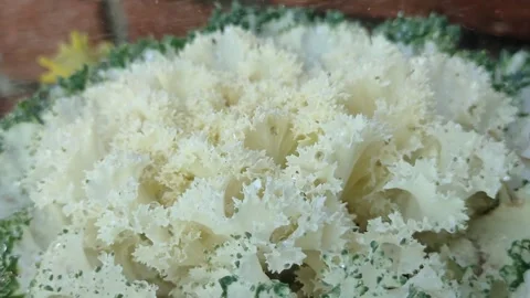 Creamy Shredded Cheese Texture Closeup 스톡 동영상 338234708