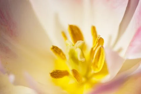 Creamy tulip flower macro Stock Photos