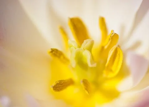 Creamy tulip flower macro Stock Photos