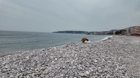 Creat dog poop menton Stock Footage 335876953