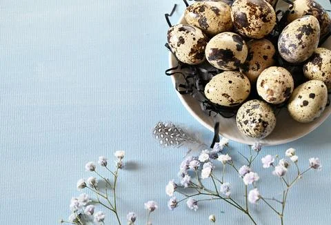 Create an Easter composition of Easter quail eggs and flowers on a blue bac.. Stock Photos