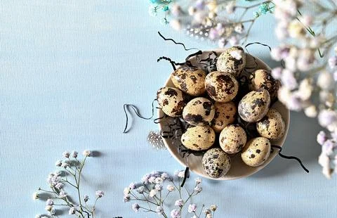 Create an Easter composition of Easter quail eggs and flowers on a blue bac.. Stock Photos