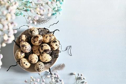 Create an Easter composition of Easter quail eggs and flowers on a blue bac.. Stock Photos