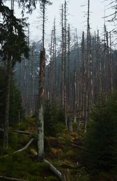 Create a moody forest setting with decayed trees veiled in fog, suitable fo.. Stock Photos