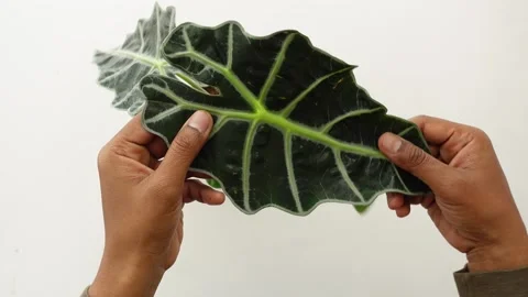 Creating art with a beautiful leaf in a simple way Stock Footage 338426768