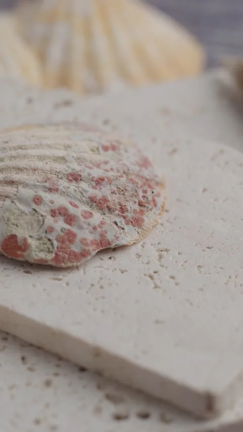 Creating art with shells and stone materials in a studio Stock Footage 328002289