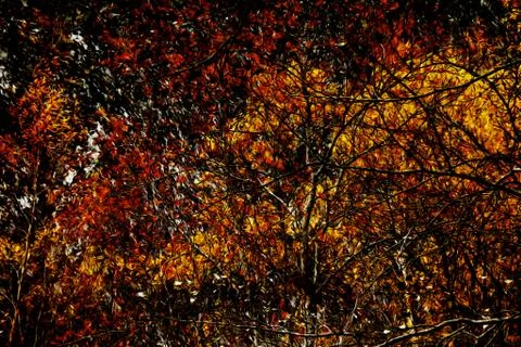 Creating Autumn Foliage - Stock Illustration