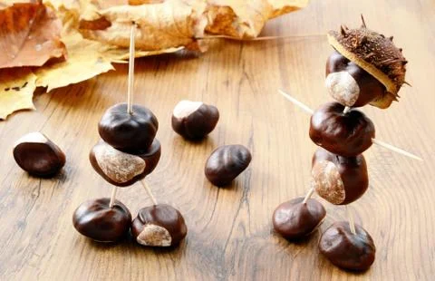 Creating Chestnut figures made of nuts. Maple leaves in background. Stock Photos