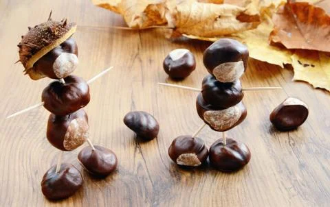 Creating Chestnut figures made of nuts. Maple leaves in background. Stock Photos