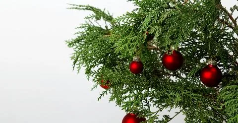 Creating a festive display thuja branches and hanging Christmas ornaments Stock Photos