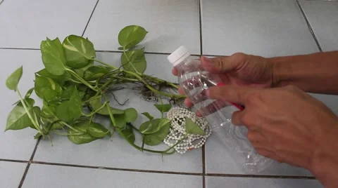 Creating a hanging planter Stock Footage 56084929