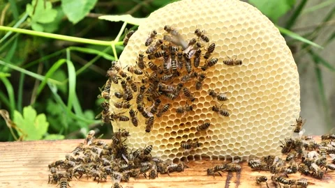Creating honeycombs outside the hive frame. Stock Footage 344942072