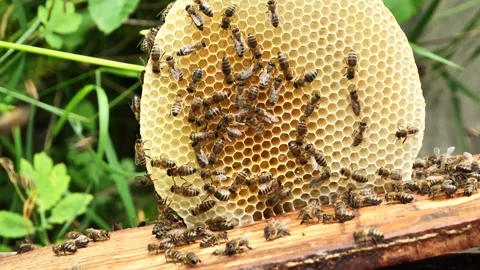 Creating honeycombs outside the hive frame. Stock Footage 344942140