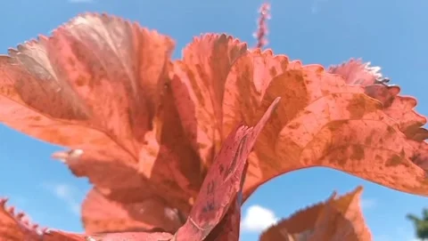 Creating a natural atmosphere fresh. Vidéo 330938067