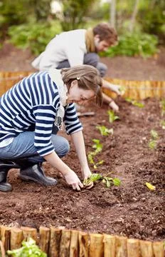 Creating the perfect vegetable garden. Shot of a young couple planting seedlings Stock Photos