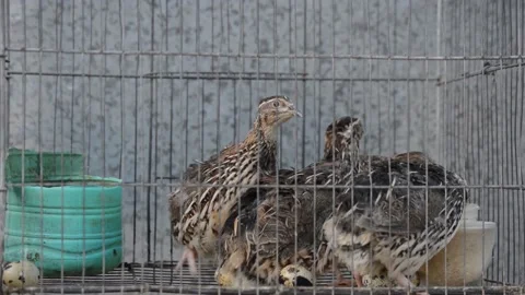Creating quail in a cage. Stock Footage 131627432