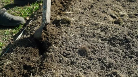 Creating a row in a vegetable garden bed with a flat cutter for planting seeds Stock Footage 307424636