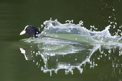 Creating a splash Stock Photos