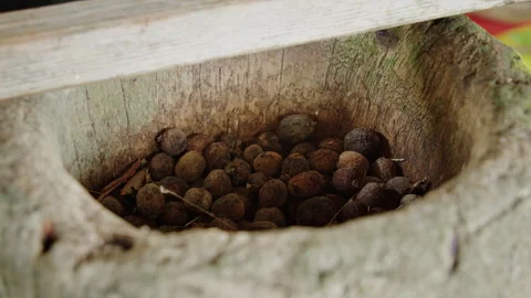 Creating a unique container plant coffee bean bowl at home Stock Footage 321392951