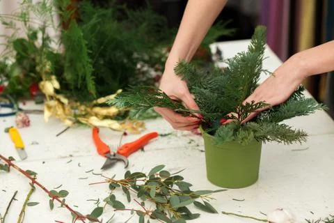 Creating a wonderful composition cotton, cones, fir, magical variety carnations Stock-Fotos
