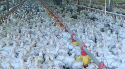 Creation of Chickens 02 Video stock 32684768