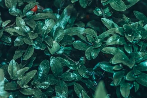 Creative Abstract Green Leaf Texture, Nature Color Design Idea, Flat lay Stock Photos