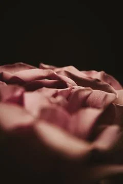 Creative abstract. Pink rose with soft focus Stock Photos