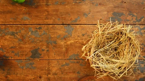 Creative and colorful Easter Animation with Copy Space Stock Footage 85606655