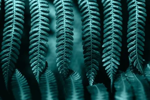 Creative and moody colored mint blue fern foliage natural floral leaf texture Stock Photos