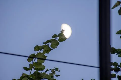 A creative and unique view of the moon partially hidden behind the sharp Stock Photos