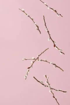 Creative arrangement with free falling willow branches with catkin buds. Stockfoto's