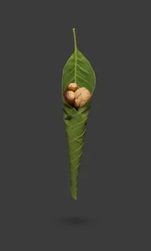 Creative arranging of walnut, chestnut and hazelnut. Stock Photos