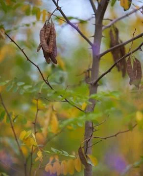 Creative autumn background of pine sapling leaves Stock Photos